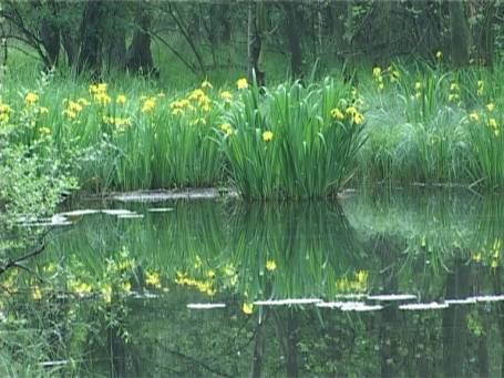 Niederkrüchten : Elmpter Schwalmbruch, im Hintergrund die Wasserschwertlilie